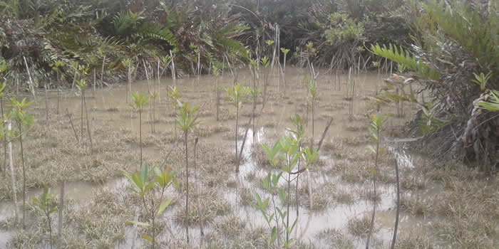 Sustainable Fisheries Management Project makes Stride in Mangroves Replanting