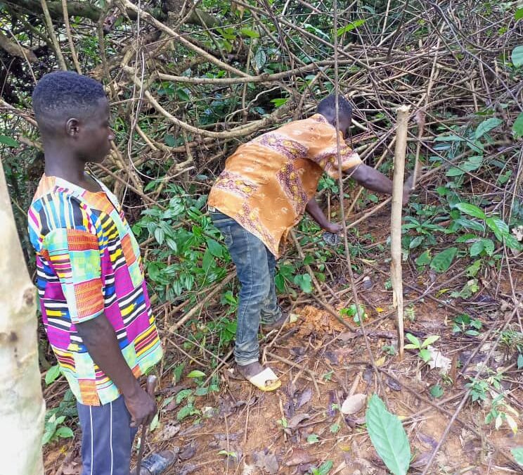 Hen Mpoano begins Tree Planting in Cape Three Points Forest