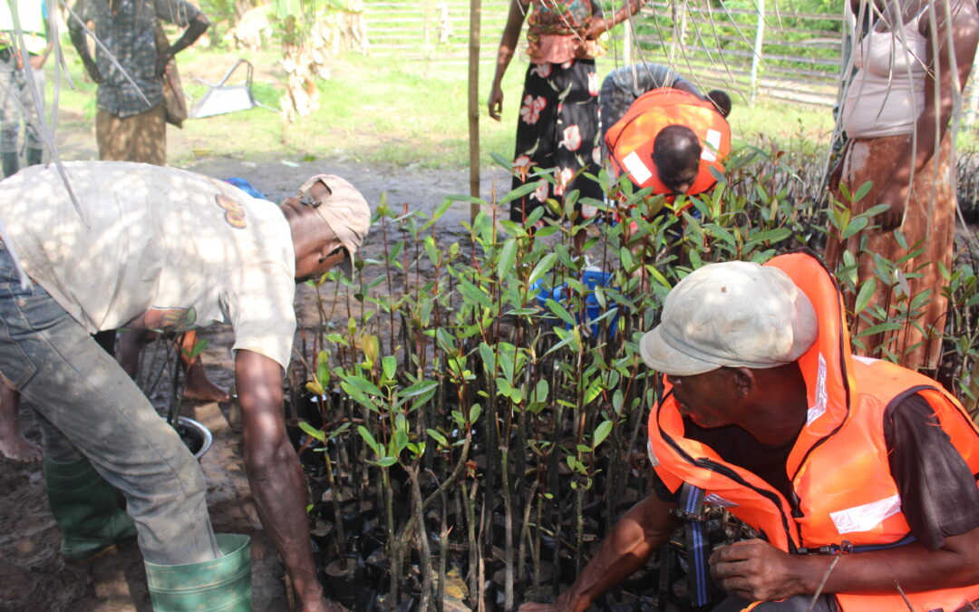 Hen Mpoano to plant 200,000 trees in the Greater Amanzule Wetlands under new AFR100 Project​